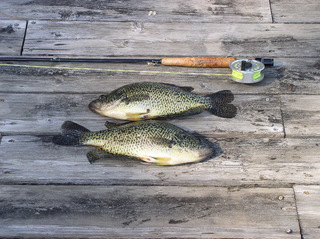 Large Crappies on a Fly