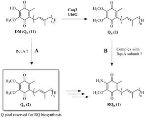 Shepherd_Research_Figure