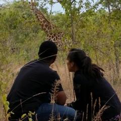 Giraffe Giraffe