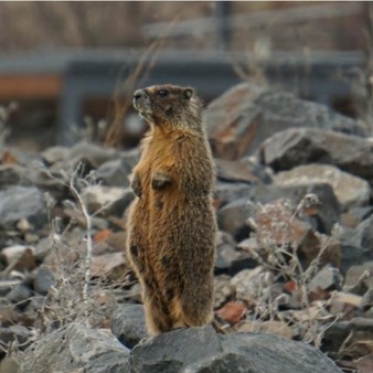 marmot